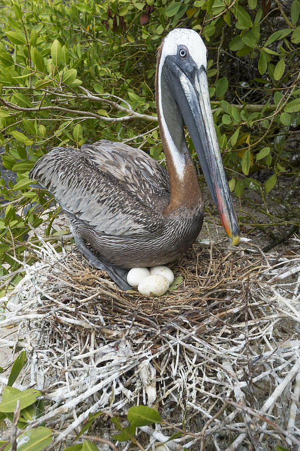Brown Pelican Nesting Galapagos Photograph by Tui De Roy