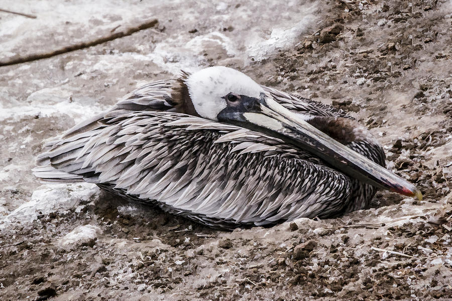 Brown Pelican Nesting Digital Art by Photographic Art by Russel Ray Photos
