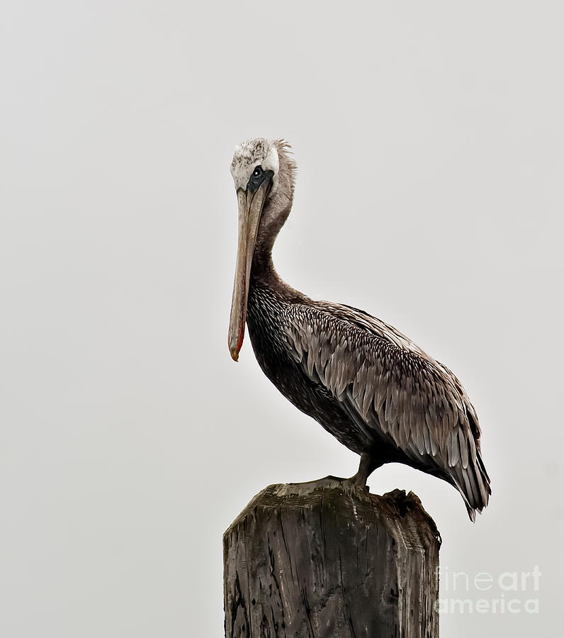 Brown Pelican on a Piling Photograph by Robert Bales