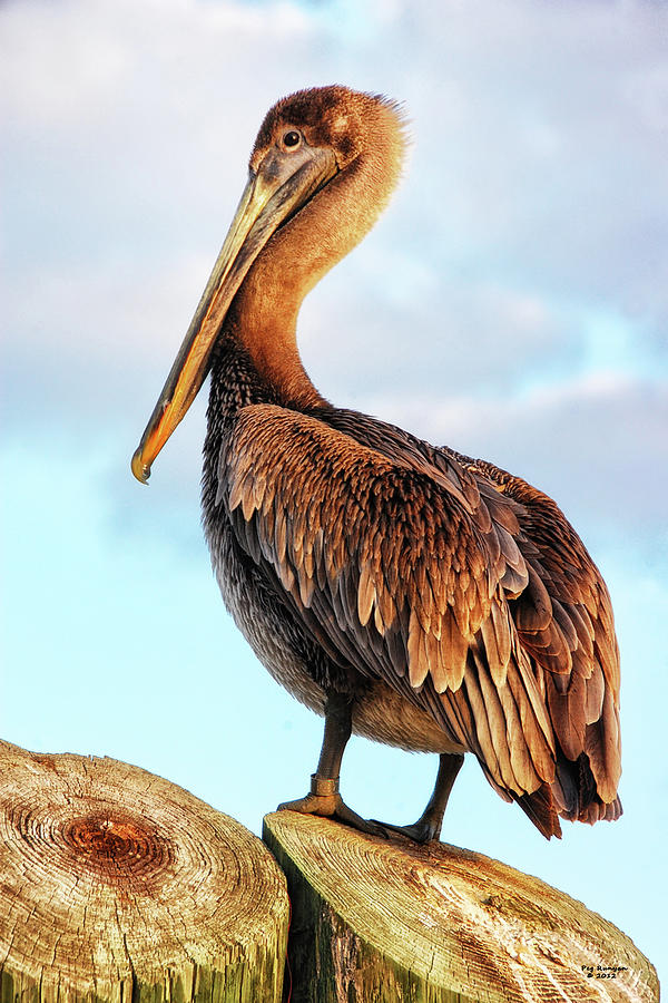 Brown Pelican on Piling Photograph by Peg Runyan