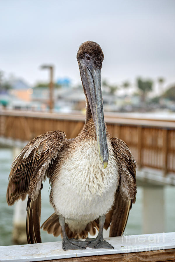 Brown Pelican on the Ft Myers Pier Photograph by Edward Fielding