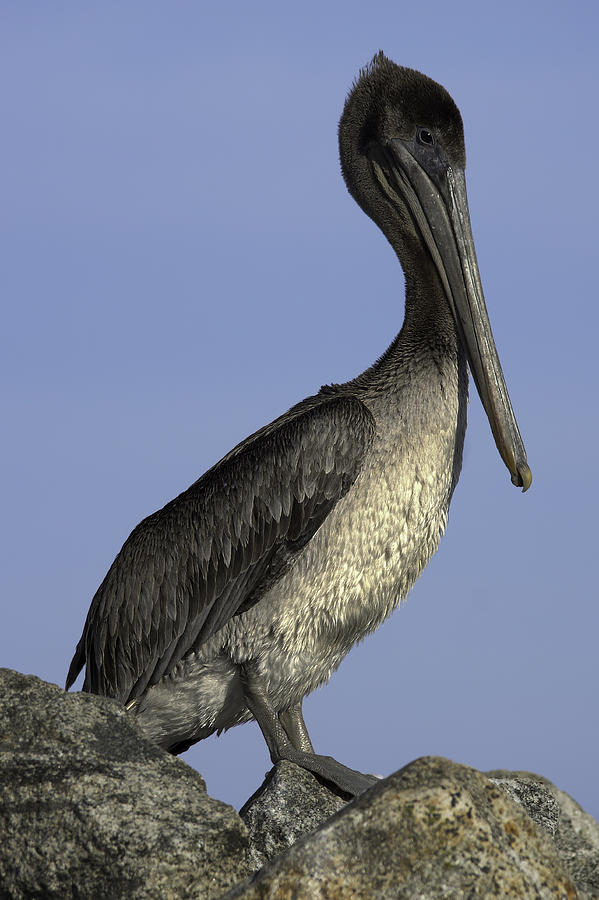 Brown Pelican On The Rocks Photograph
