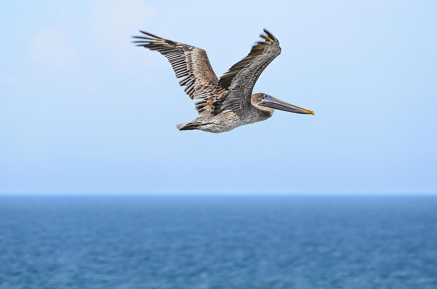 Pelican Photograph - Brown Pelican over Water by Steve Samples