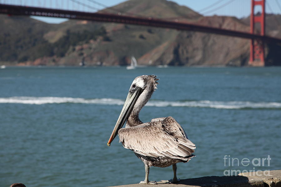 Brown Pelican Overlooking The San Francisco Golden Gate Bridge 5D21672 Photograph by Wingsdomain Art and Photography