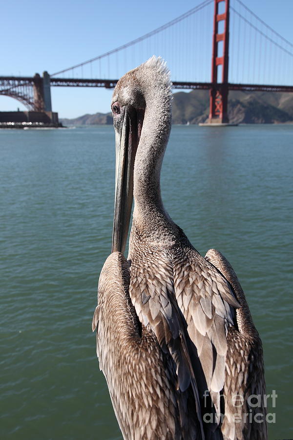 Brown Pelican Overlooking The San Francisco Golden Gate Bridge 5D21700 Photograph by Wingsdomain Art and Photography