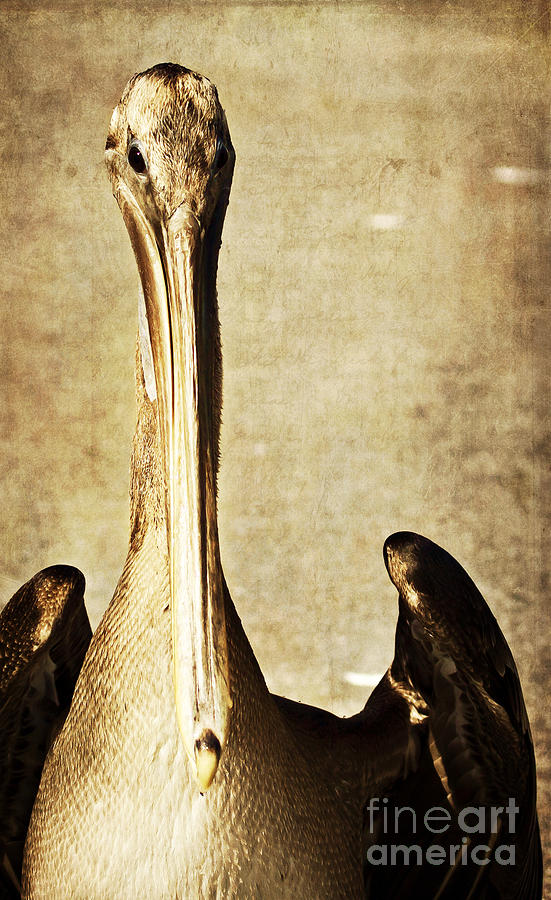 Brown Pelican Photograph by Pam  Holdsworth