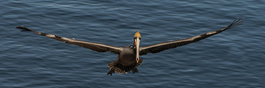 Brown Pelican Panorama Photograph by Lee Kirchhevel