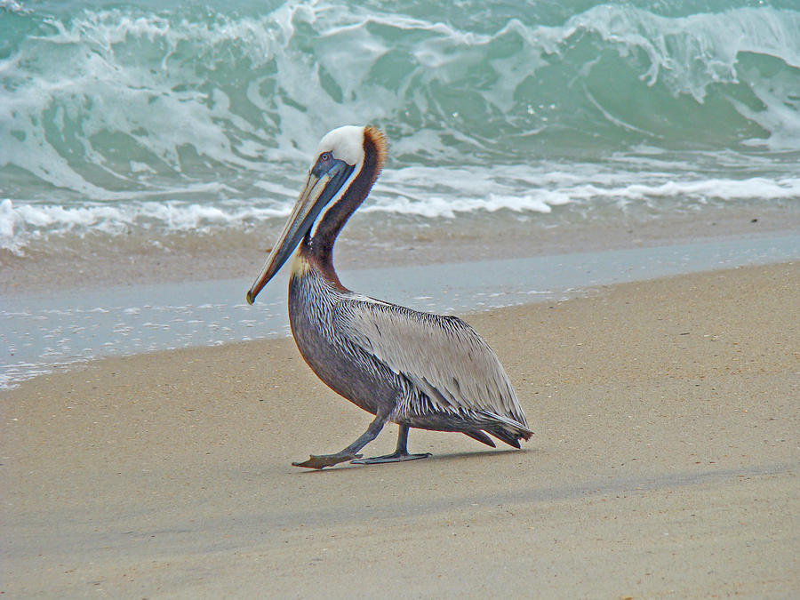Brown Pelican - Pelecanus occidentalis Photograph by Carol Senske