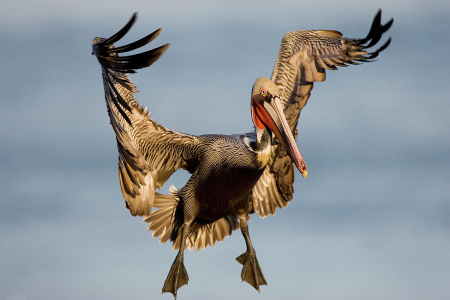 Brown Pelican Pelecanus Occidentalis Photograph by Tom Vezo