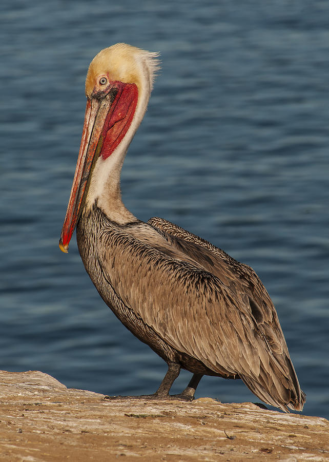Brown Pelican Portrait 2 Photograph by Lee Kirchhevel