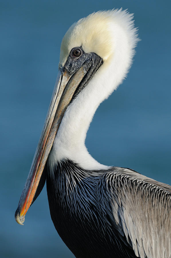 Brown Pelican Portrait Photograph by Bradford Martin