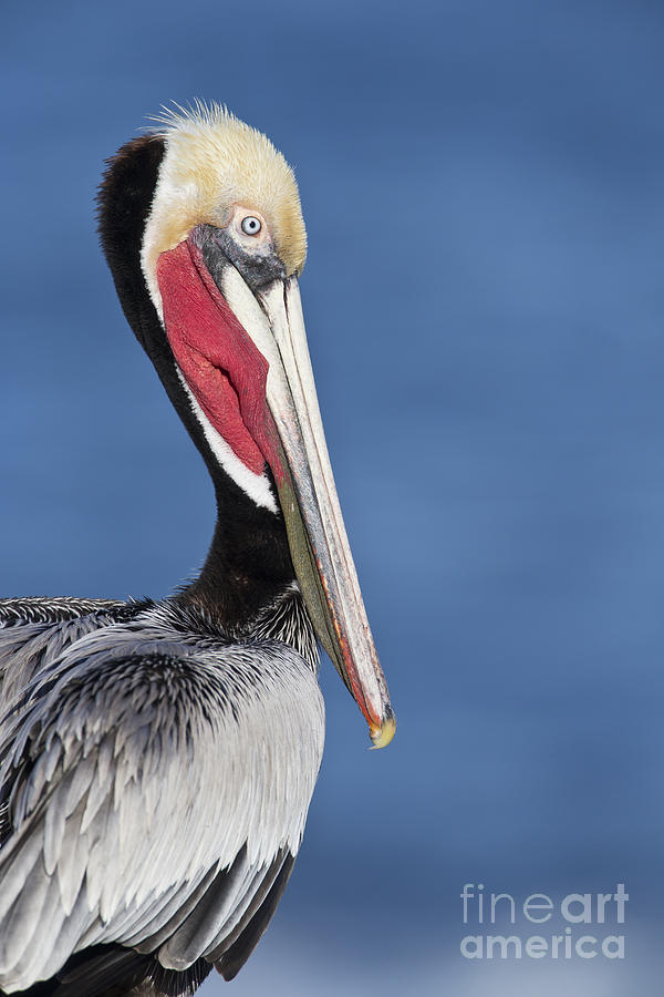 Pelican Photograph - Brown Pelican portrait by Bryan Keil
