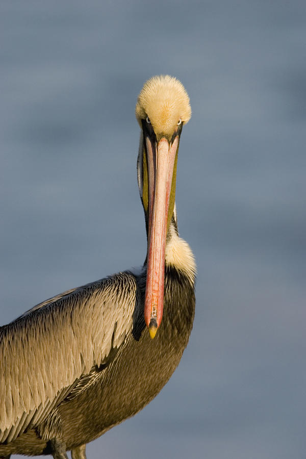Brown Pelican Portrait California Photograph by Tom Vezo