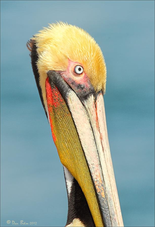 Brown Pelican Portrait Photograph by Daniel Behm