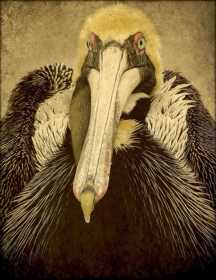 Bird Photograph - brown pelican Portrait by Deborah Mix