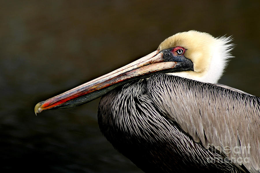 Pelican Photograph - Brown Pelican Portrait by Joan McCool