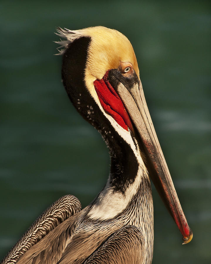 Brown Pelican Portrait Photograph by Lee Kirchhevel