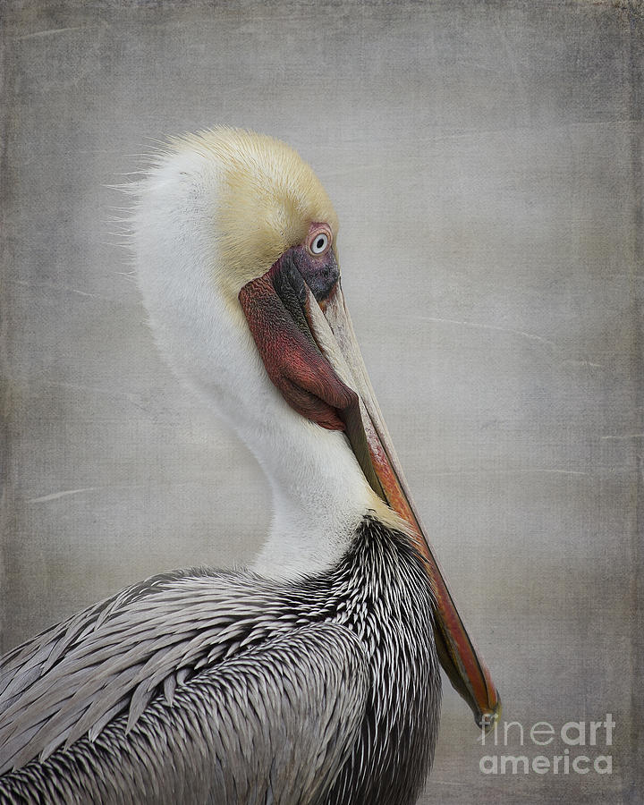 Wildlife Photograph - Brown Pelican Portrait by TN Fairey