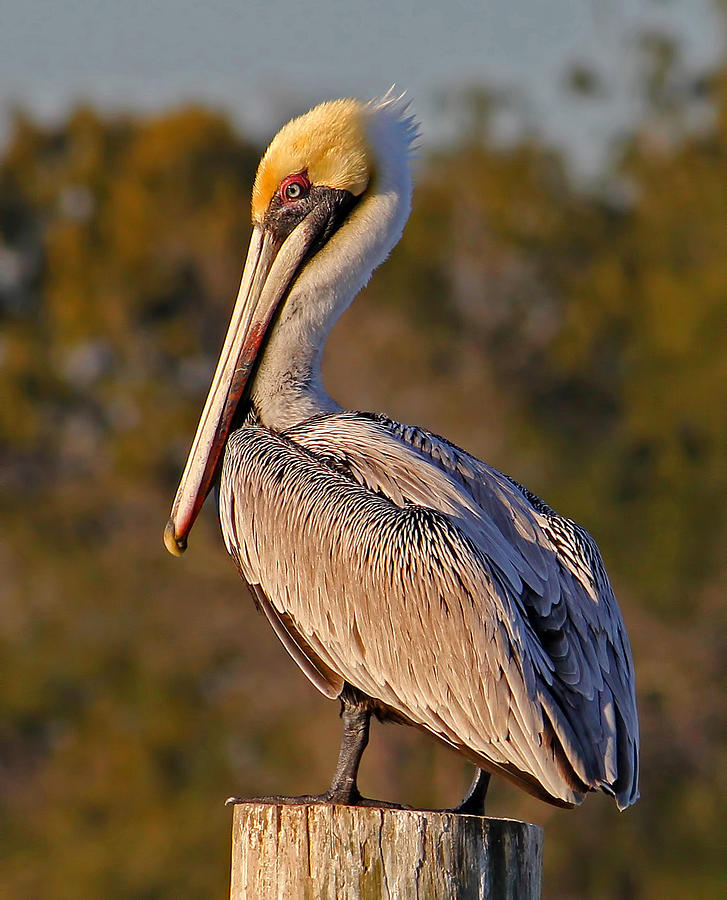 Brown Pelican Pose Photograph by HH Photography of Florida