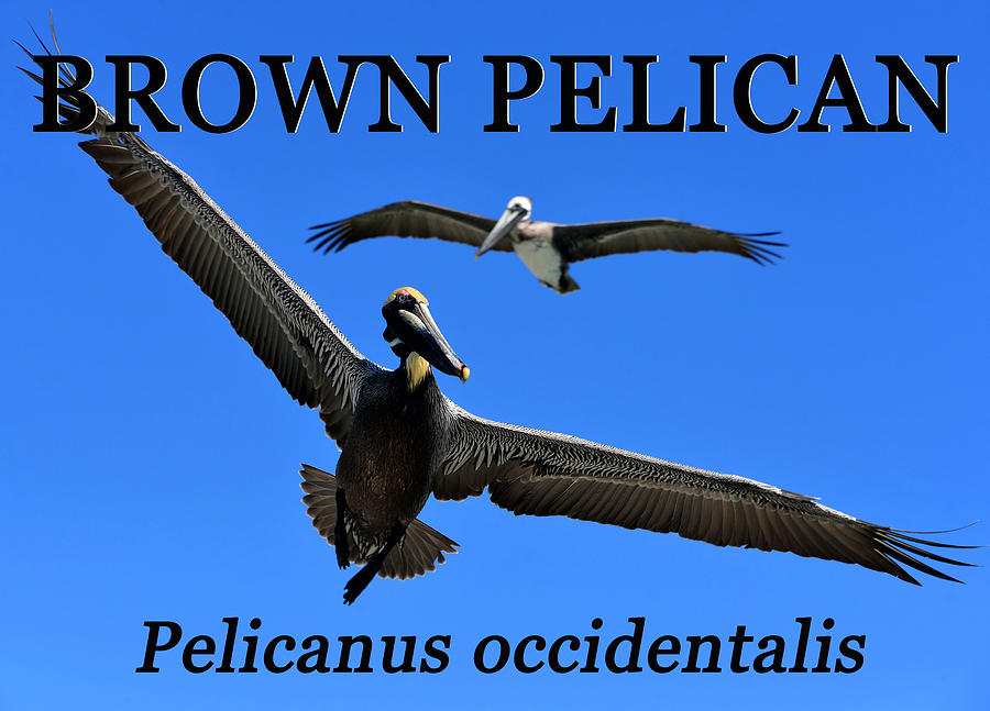 Brown Pelican poster style work A Photograph by David Lee Thompson