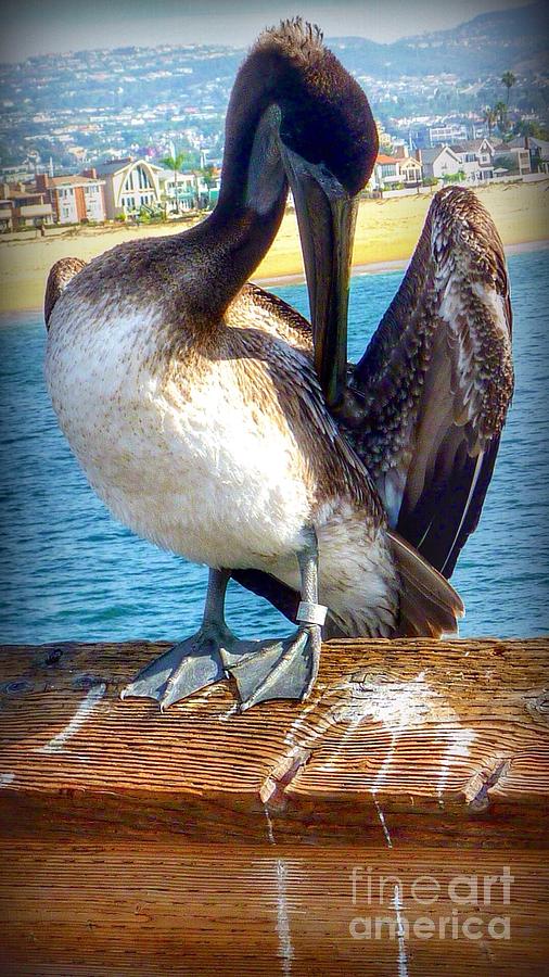 Brown Pelican Preen  Photograph by Susan Garren