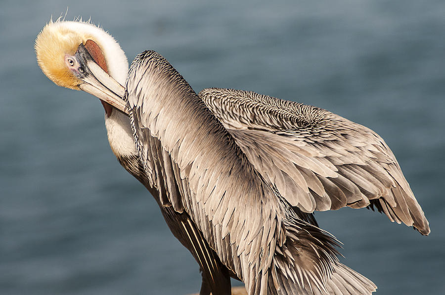 Brown Pelican Preening 1 by Lee Kirchhevel Brown Pelican Preening 1 by Lee Kirchhevel