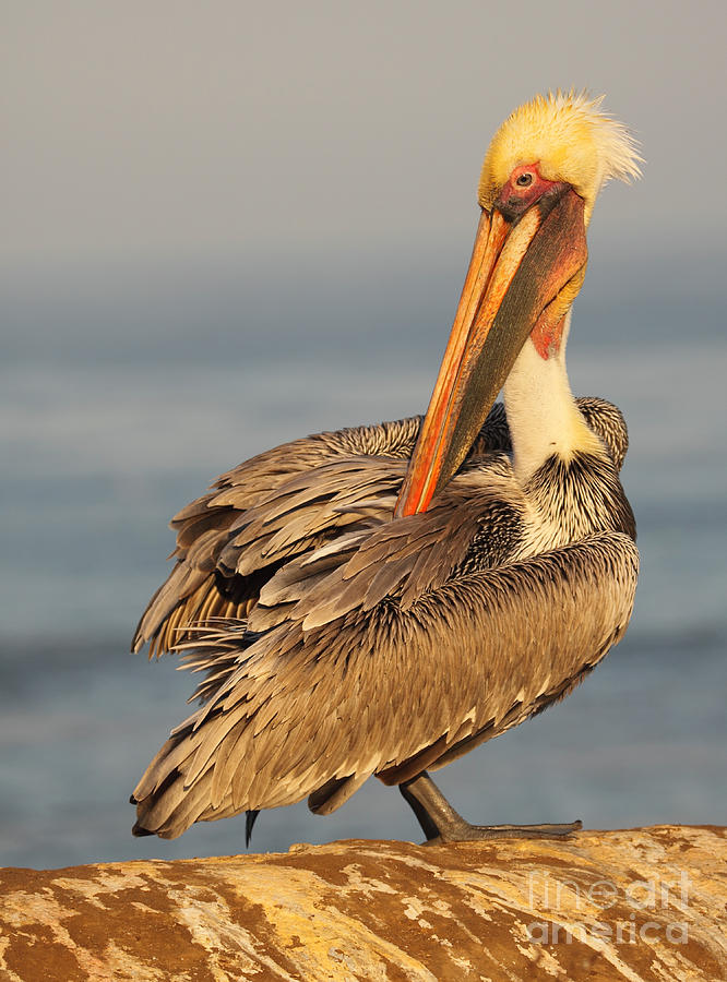 Brown Pelican Preening Back Feathers Photograph by Max Allen