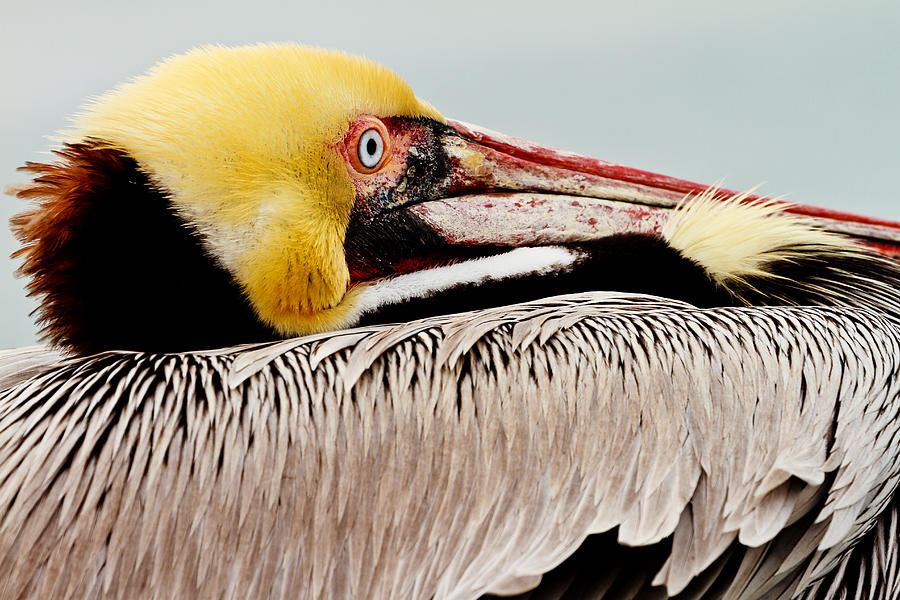 Brown Pelican Profile Photograph by Ben Graham