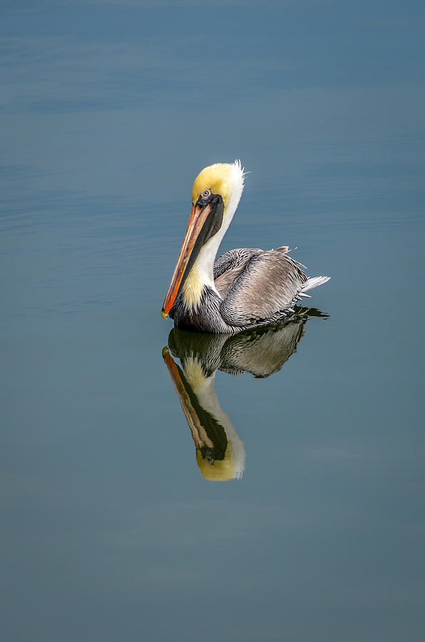 Brown Pelican Reflection Photograph by Debra Martz