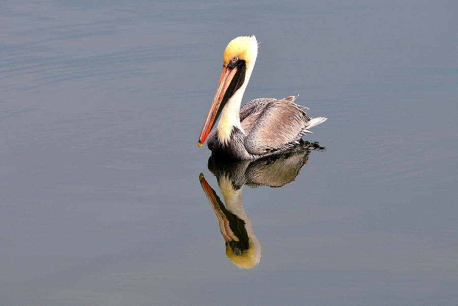 Nature Photograph - Brown Pelican Reflection 2 by Debra Martz