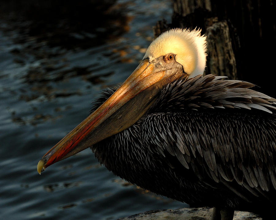 Brown Pelican Resting Photograph by Susan Moody