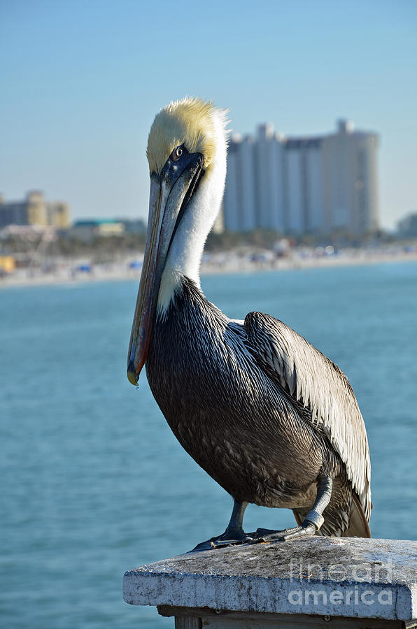Brown Pelican Photograph by Robert Meanor