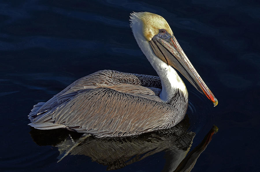 Pelican Photograph - Brown Pelican by Rodney Campbell