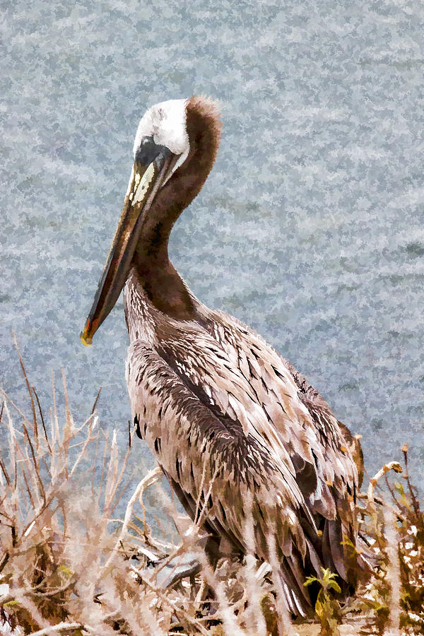 Brown Pelican Digital Art by Photographic Art by Russel Ray Photos
