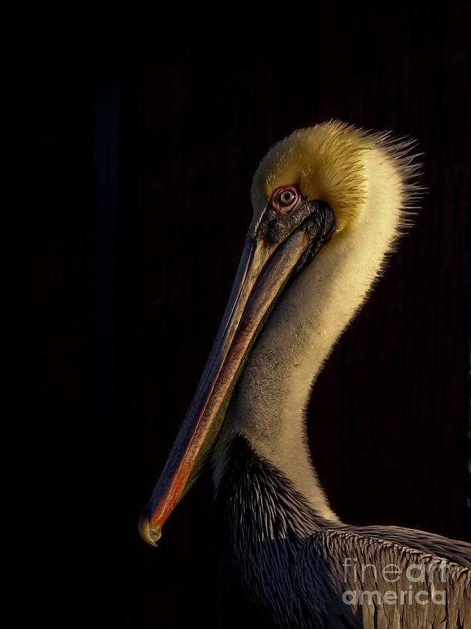 Brown Pelican Photograph by Scott Moore