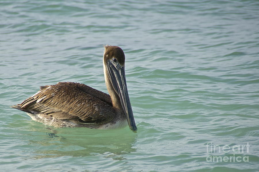 Brown Pelican Photograph by Sean Griffin