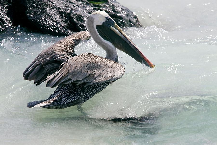 Nature Photograph - Brown Pelican by Steve Allen/science Photo Library