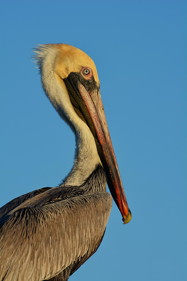 Brown Pelican Photograph by Susan Moody
