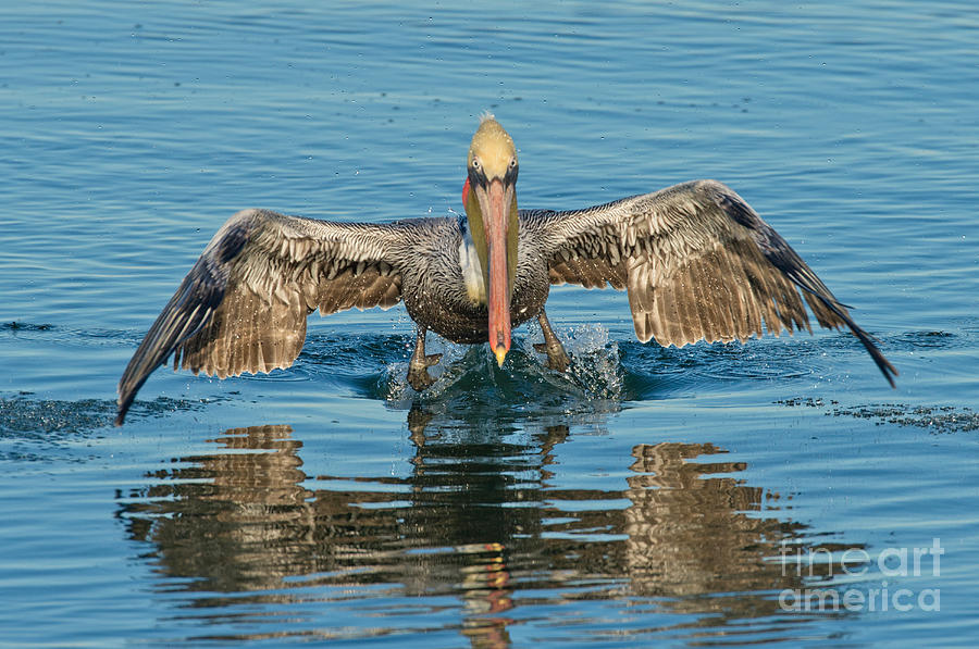 Pelican Photograph - Brown Pelican Taking Off by Anthony Mercieca