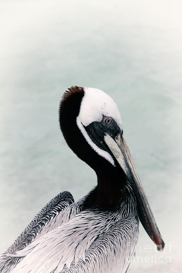 Brown Pelican Photograph by Teresa Zieba
