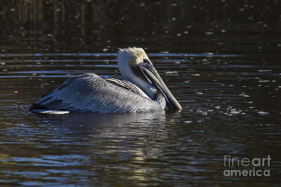 Pelican Photograph - Brown Pelican by Twenty Two North Photography