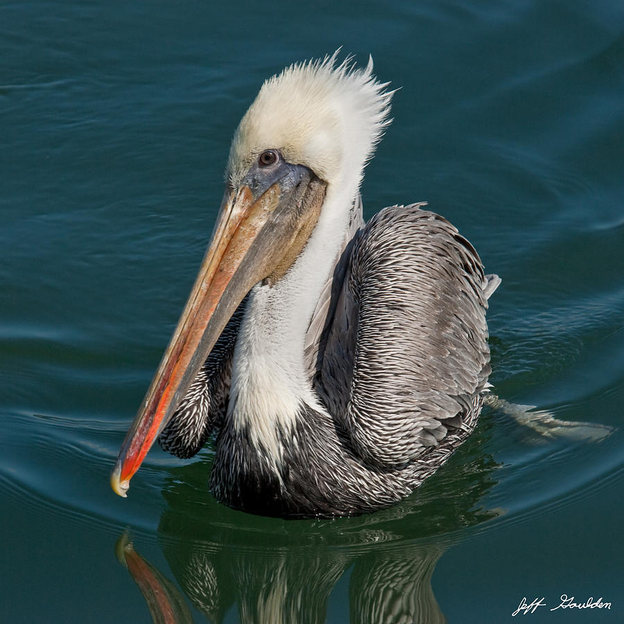 Brown Pelican With White Head Plumage Photograph by Jeff Goulden