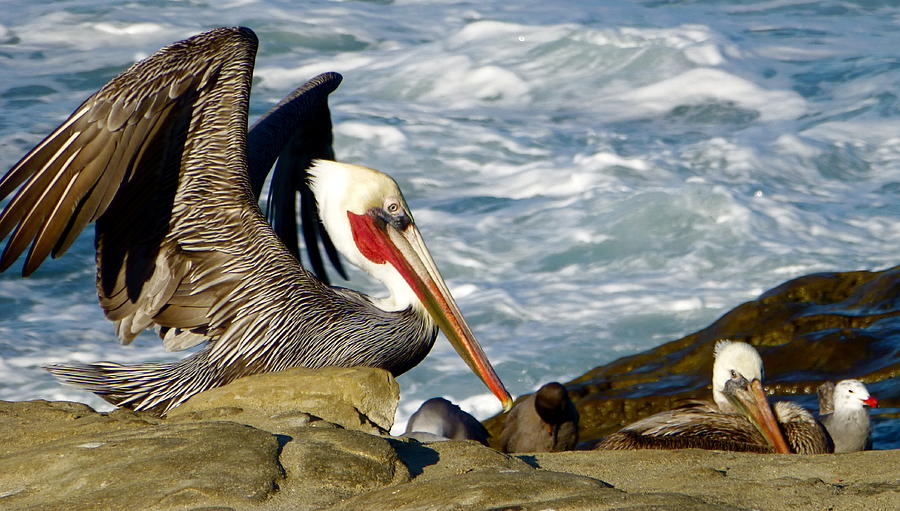 Brown Pelicans and Seagull Photograph by Amelia Racca