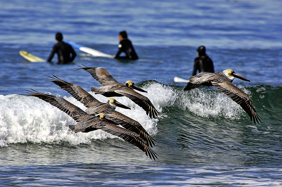 Brown Pelicans and Surfers Photograph by James David Phenicie