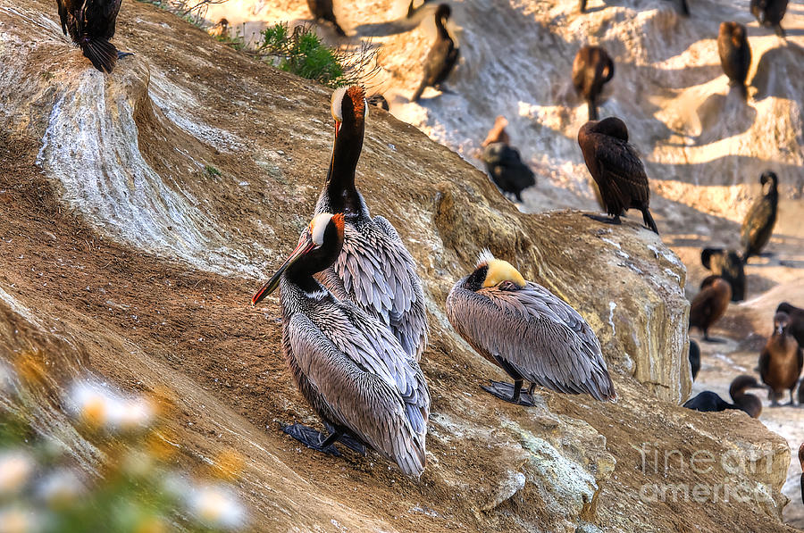 Brown Pelicans at Rest Photograph by Jim Carrell