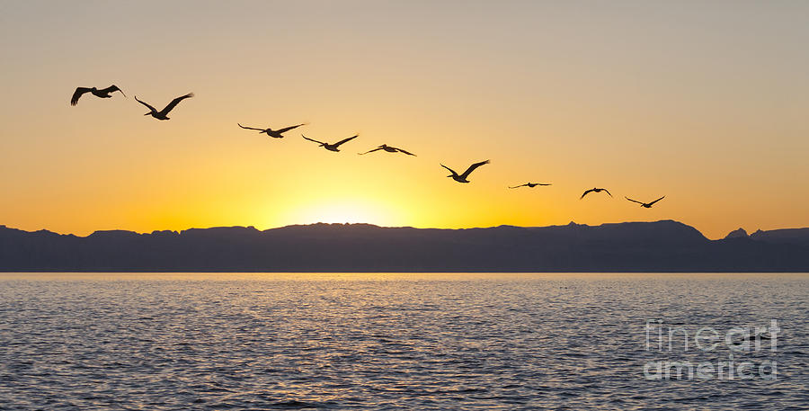 Brown Pelicans at sunset Photograph by Liz Leyden