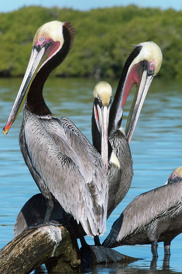 Pelican Photograph - Brown Pelicans by Christopher Swann/science Photo Library
