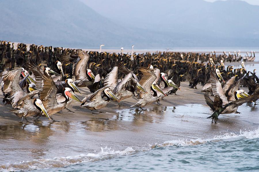 Pelican Photograph - Brown Pelicans Flocking On A Beach by Christopher Swann/science Photo Library