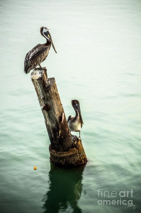 Brown Pelicans Photograph by Imagery by Charly