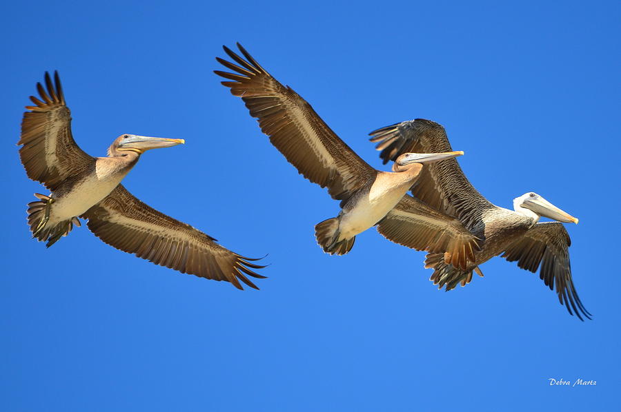 Brown Pelicans in Flight Photograph by Debra Martz